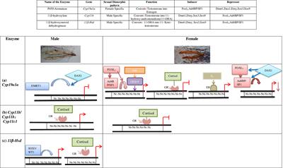 Sex Specific Transcriptional Regulation of Gonadal Steroidogenesis in Teleost Fishes